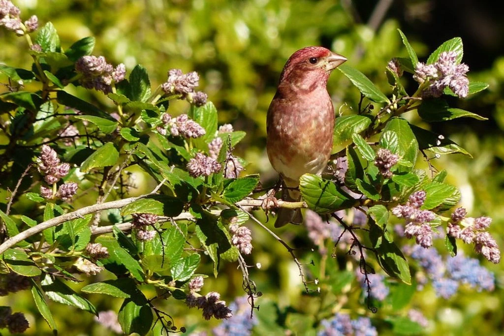 Purple Finch sitting on a tree branch with flowers