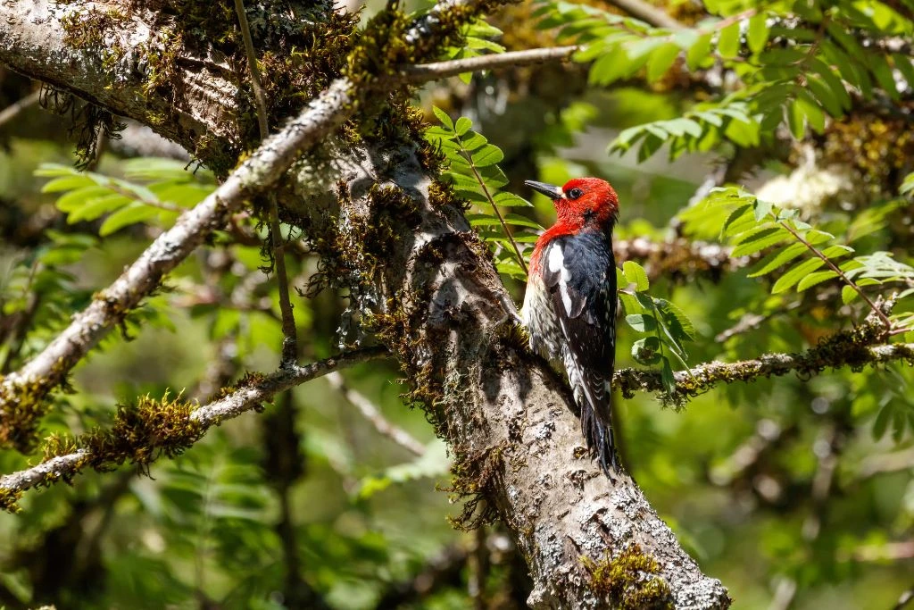 Red-Breasted Sapsucker  resting on the branch of the tree