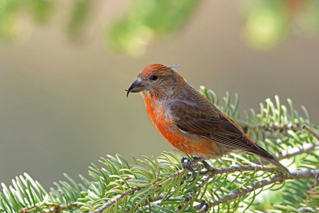 Red Crossbill perched on a tree branch