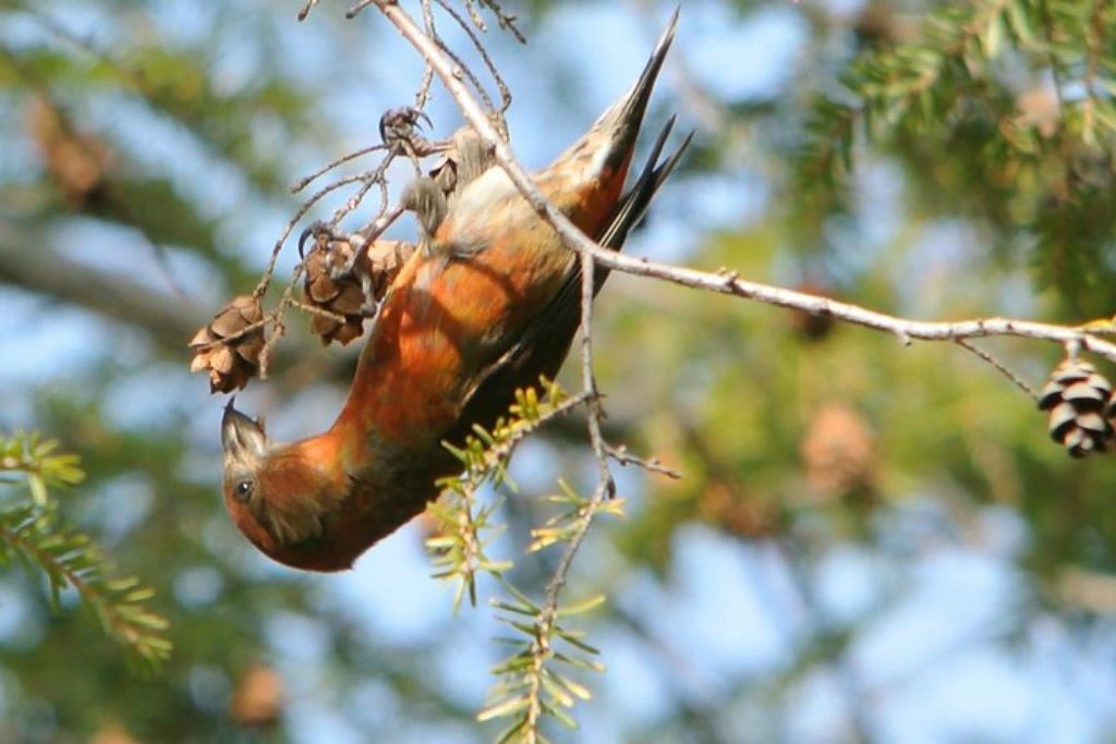 Red Crossbill hanging upside down while feeding on pinecones