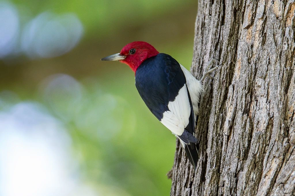 Red-Headed Woodpecker resting on the side of a tree trunk