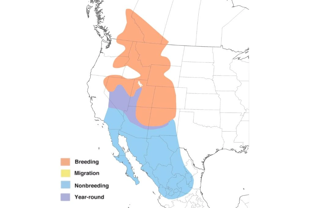 Red-Naped Sapsucker Range Map Source