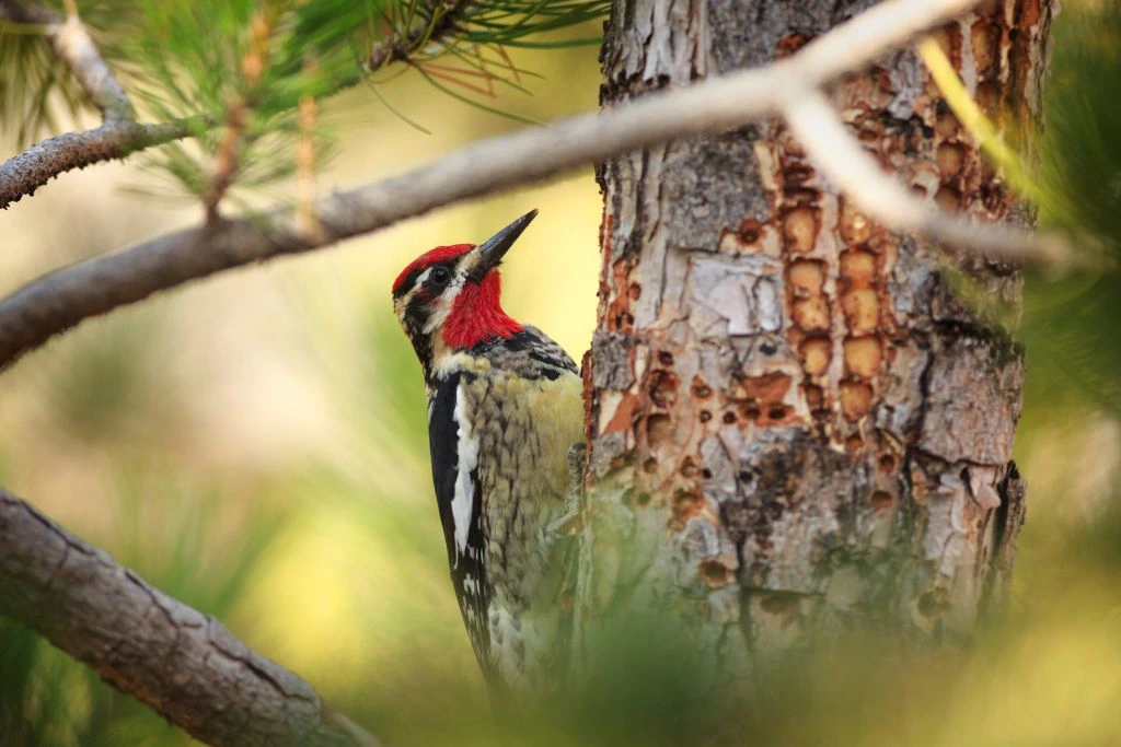 Red-Naped Sapsucker resting on the side of a tree trunk