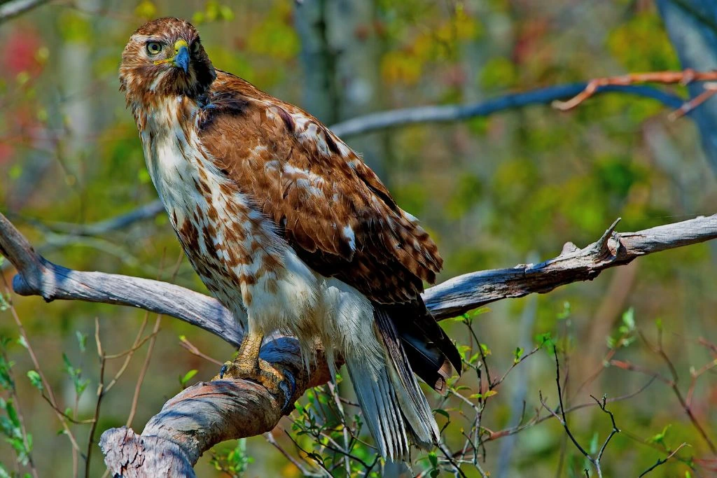 Red Tailed Hawk resting on a tree branch in an outdoor setting