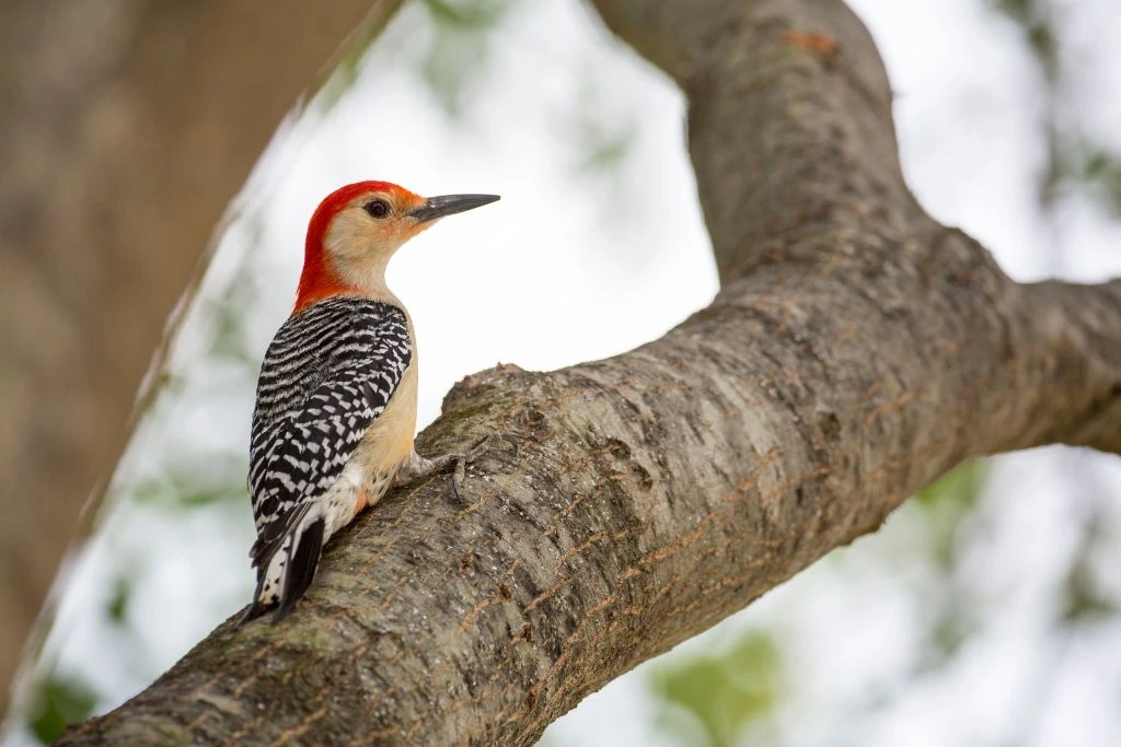 Red-Bellied Woodpecker resting on a tree branch in an outdoor setting
