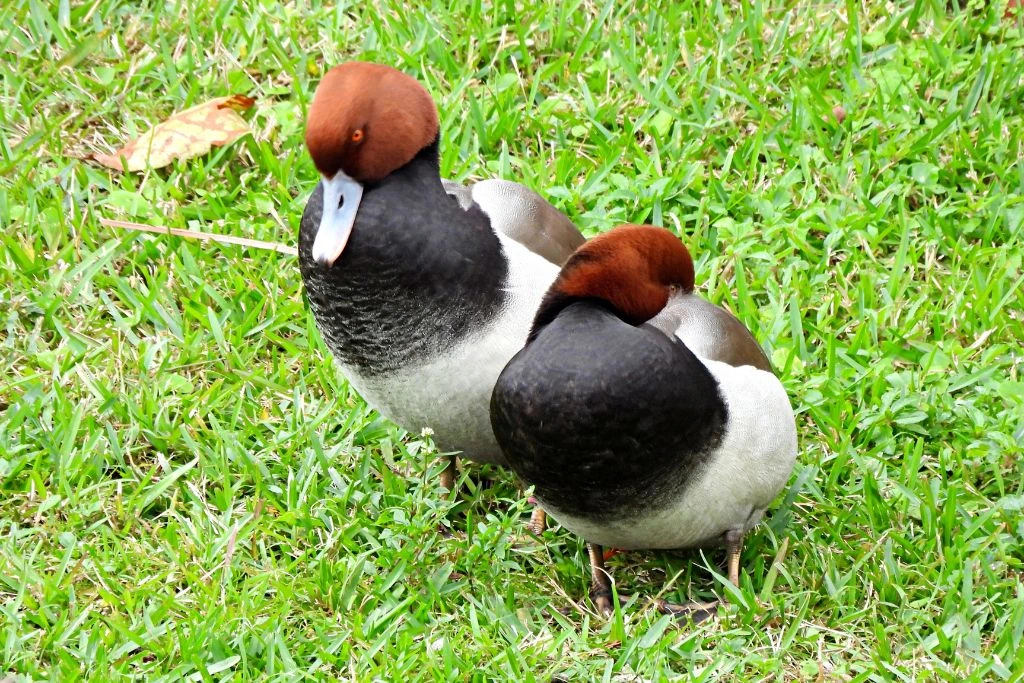 Two redhead ducks standing on the grass