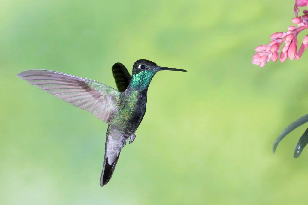 rivoli's hummingbird flying mid air