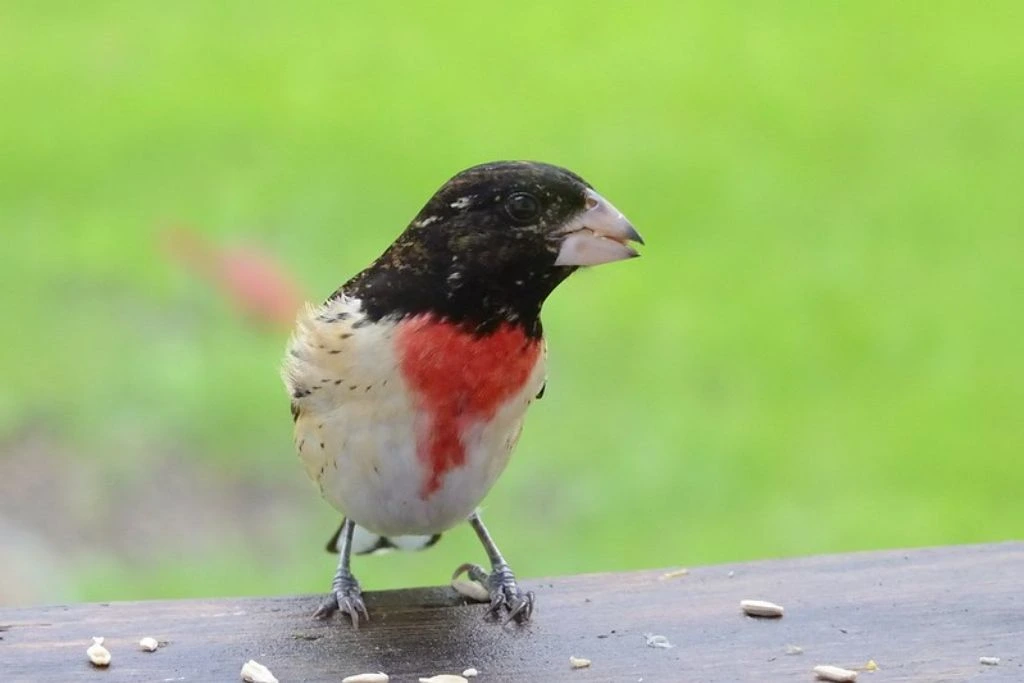 Rose-Breasted Grosbeak perched on a wood fence