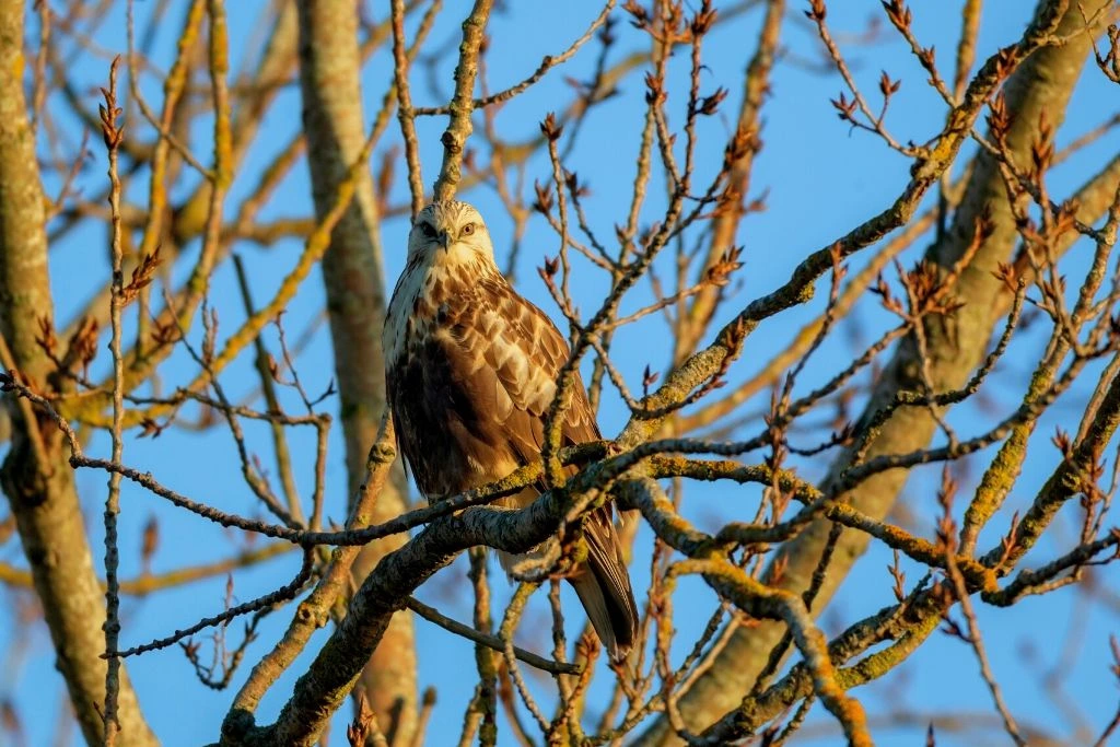 Rough Legged Hawk standing on a branch of a tree with a background of  branches
