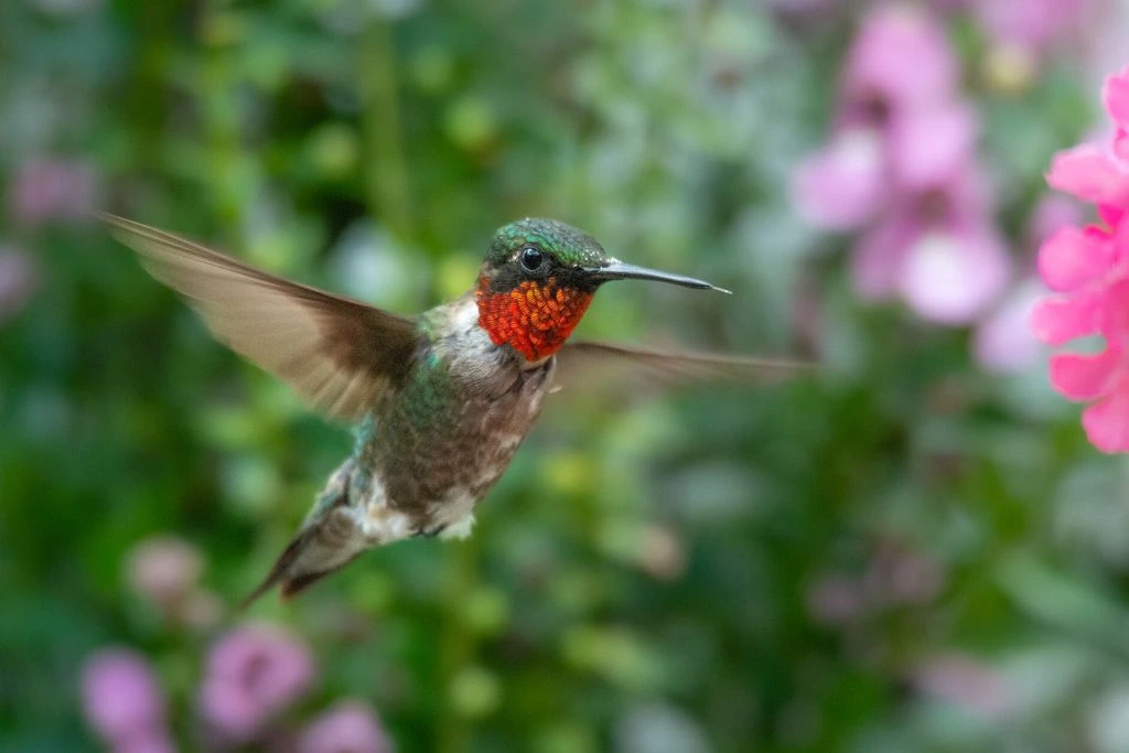 Ruby-Throated Hummingbird flying 