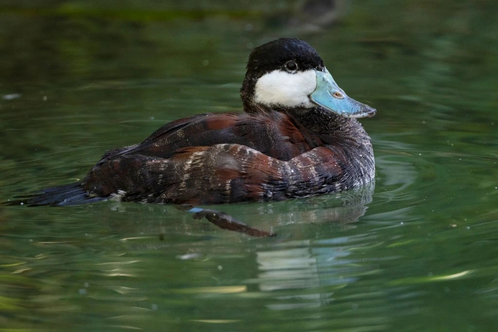 Ruddy duck swimming in the body of water