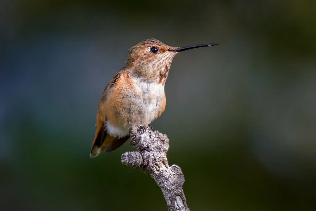 Rufous Hummingbird perching on twig