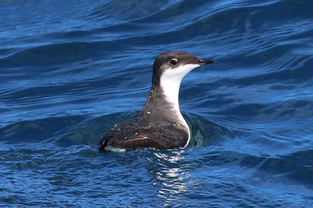 Scripps’s Murrelet swimming out in the ocean