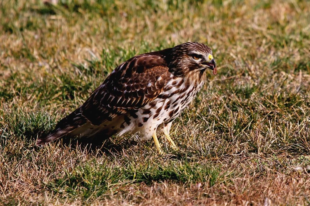 Sharp-Shinned Hawk resting on the ground while eating a worm
