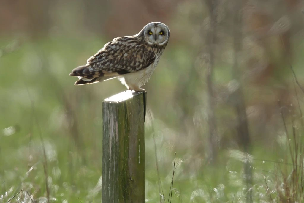 Short-Eared Owl Standing on a wooden post