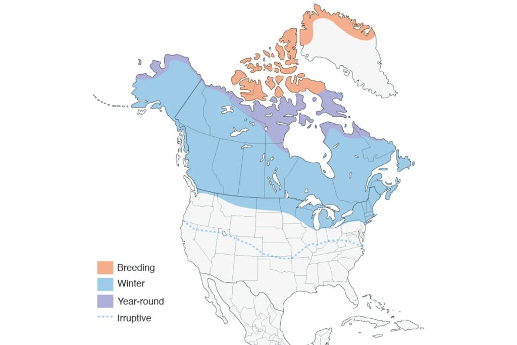 Snowy Owl Range Map