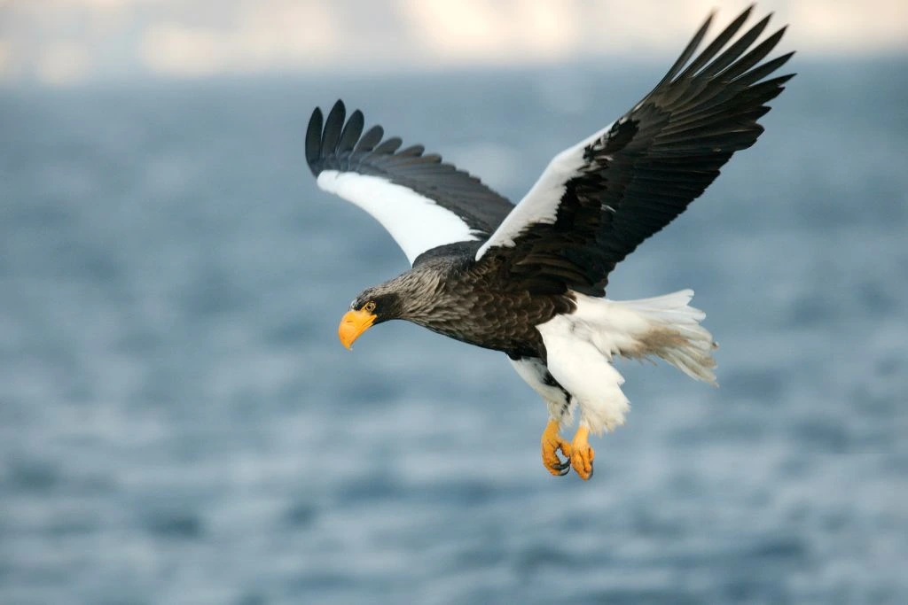 Steller's Sea Eagle Flying over a body of water