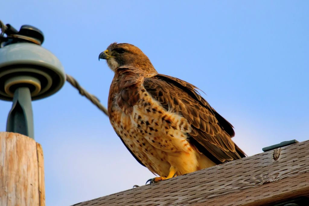 Swainson's Hawk resting on top of a branch and looking its environment
