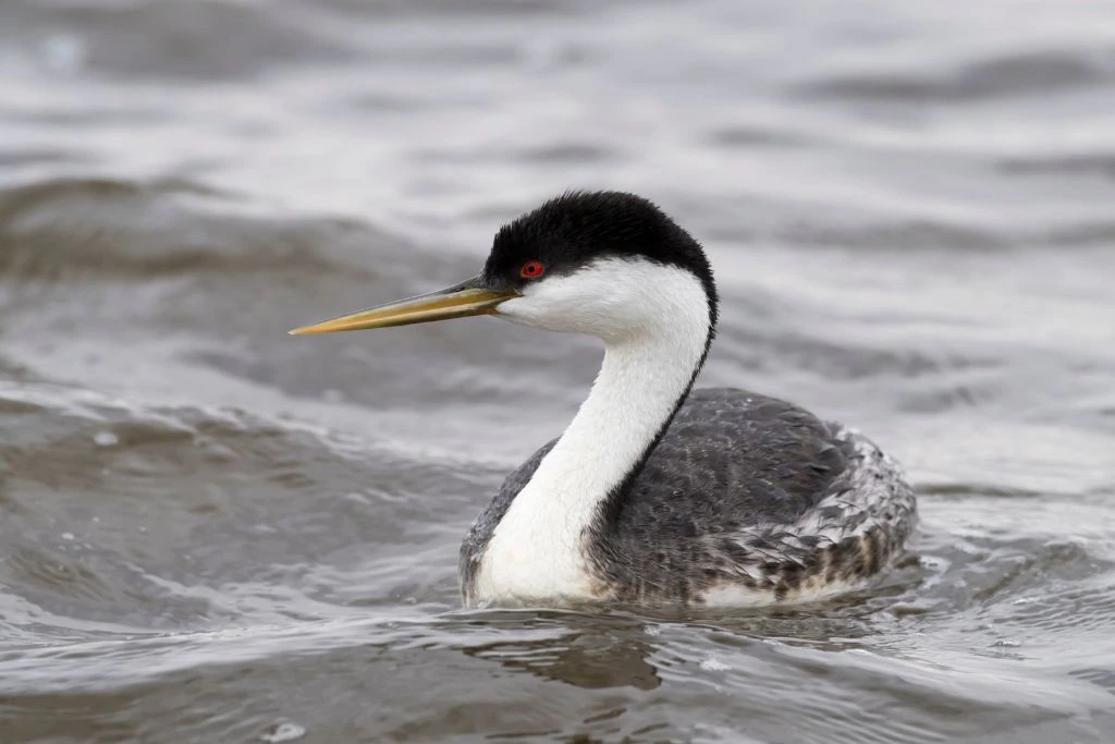 Western Grebe swimming in the body of water