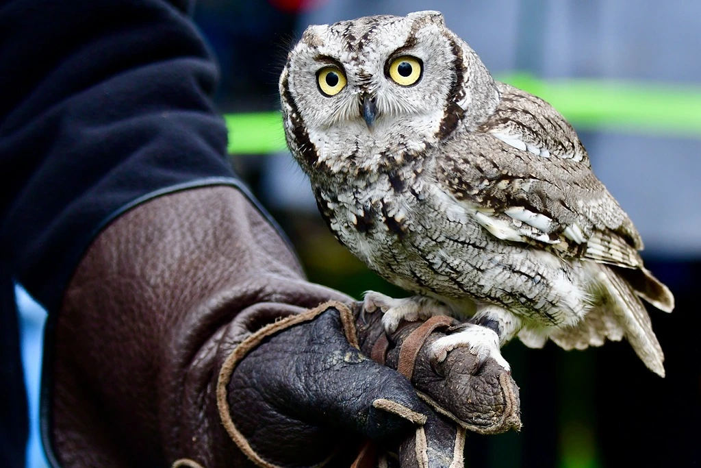 Western screech owl on the hand of a handler