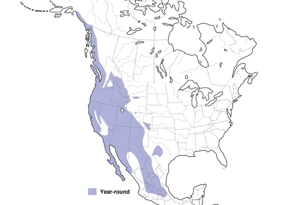 Western Screech Owl Range Map