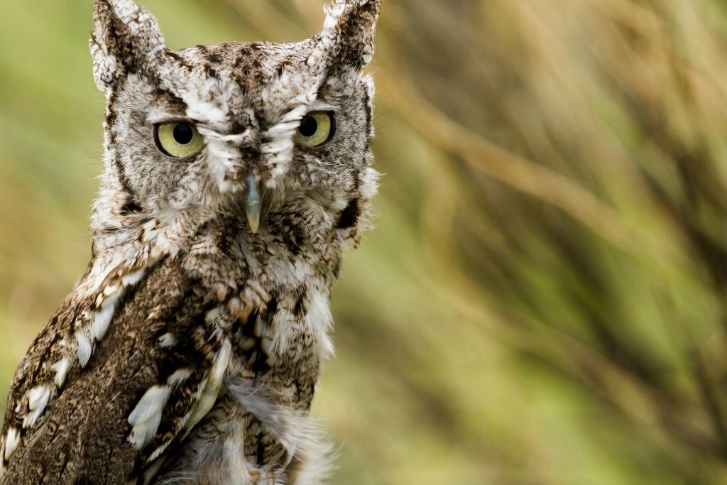A Western Screech Owl looking at the direction of the camera