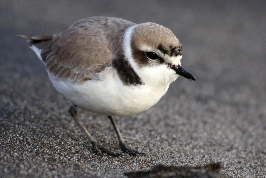 Western Snowy Plover standing on the ground