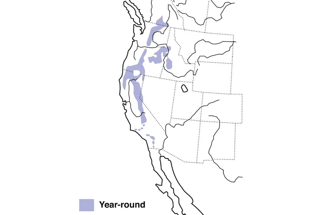White-Headed Woodpecker Range Map