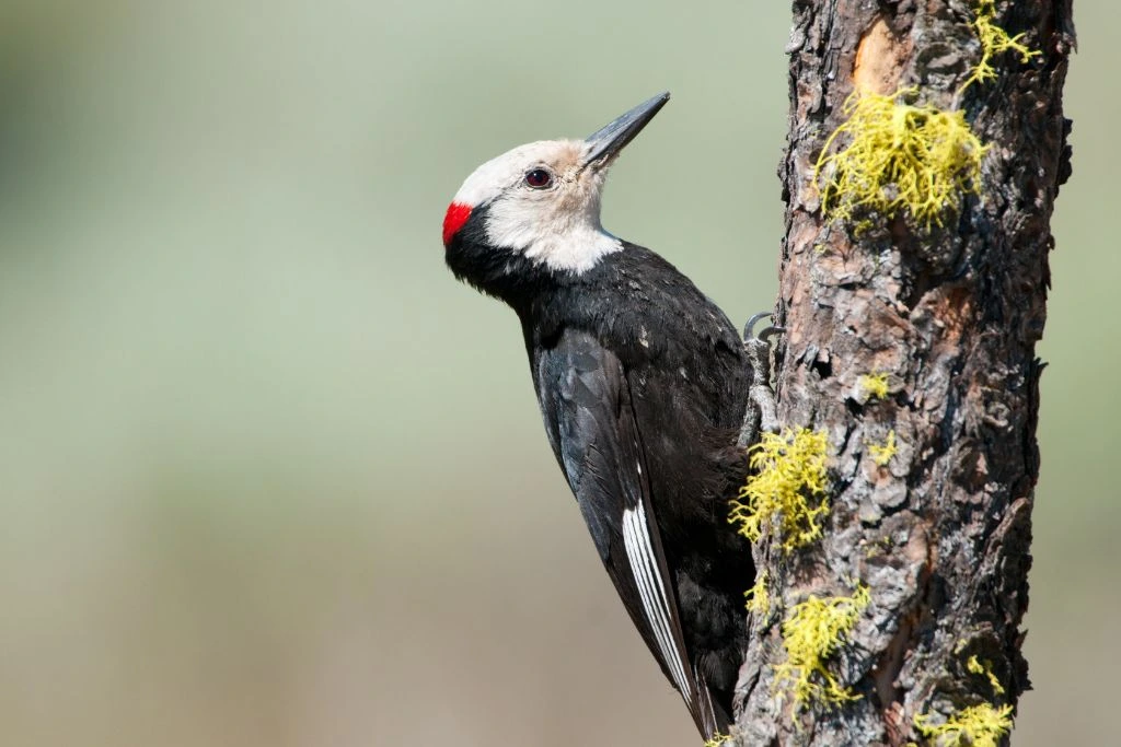 White-Headed Woodpecker resting on the bark of the tree