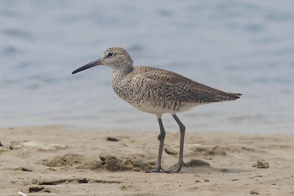 Willet bird standing on the sand near the shore