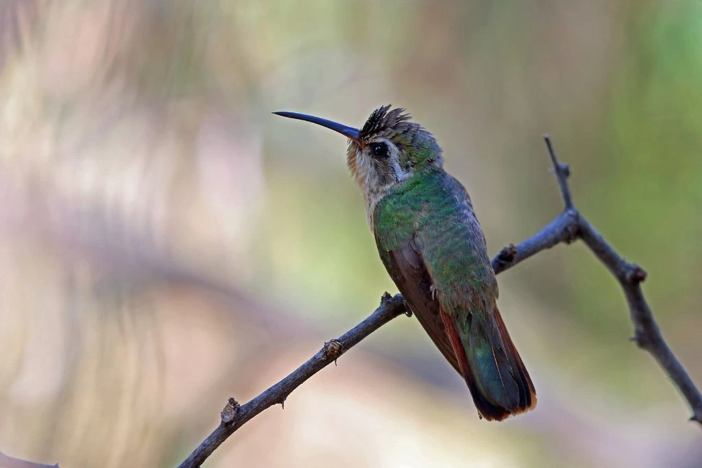 xantus hummingbird on twig