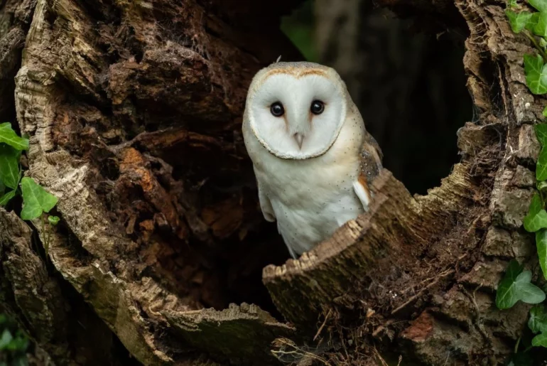 a barn owl resting inside a fallen tree