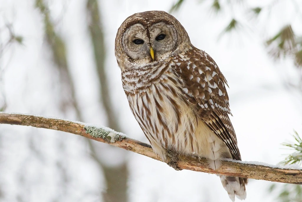 Barred Owl sitting on a twig on a snowy day