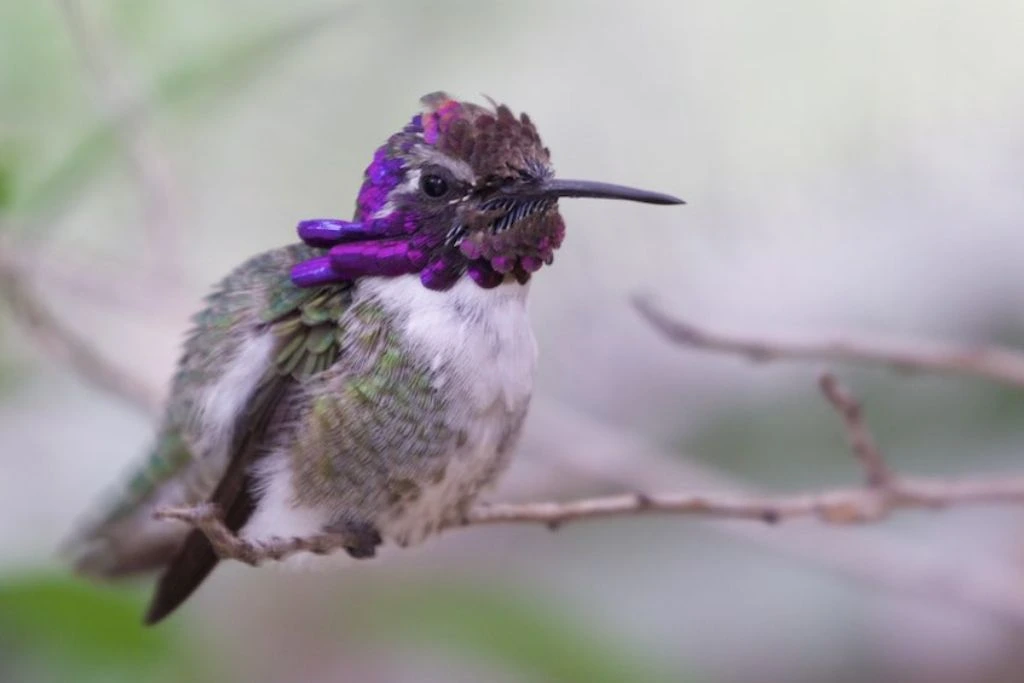costa's hummingbird resting on tree