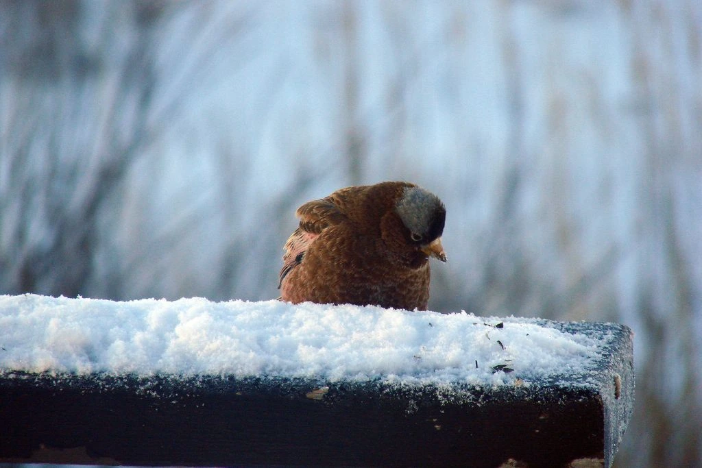 Gray-Crowned Rosy-Finch perched on a snowy log