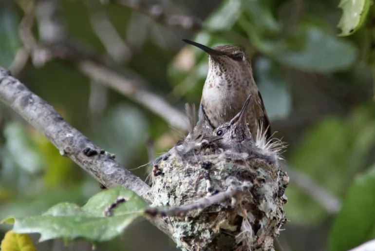 humming bird on nest