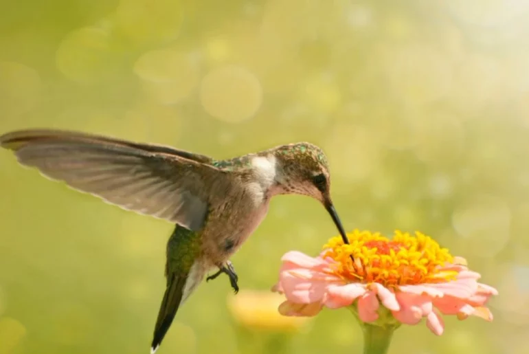 hummingbird feeding on nectar