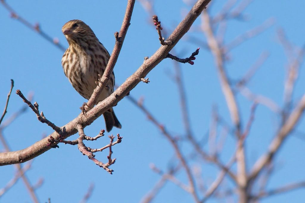 Pine Siskin sitting on a tree branch on a clear day
