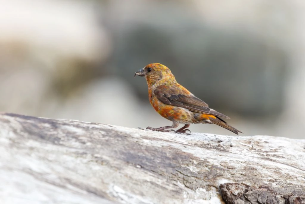 red crossbill perched on a stone