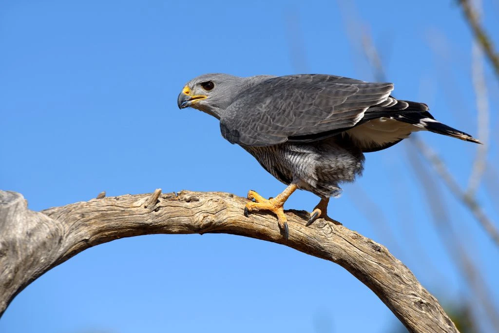 A Gray hawk perched on a tree branch