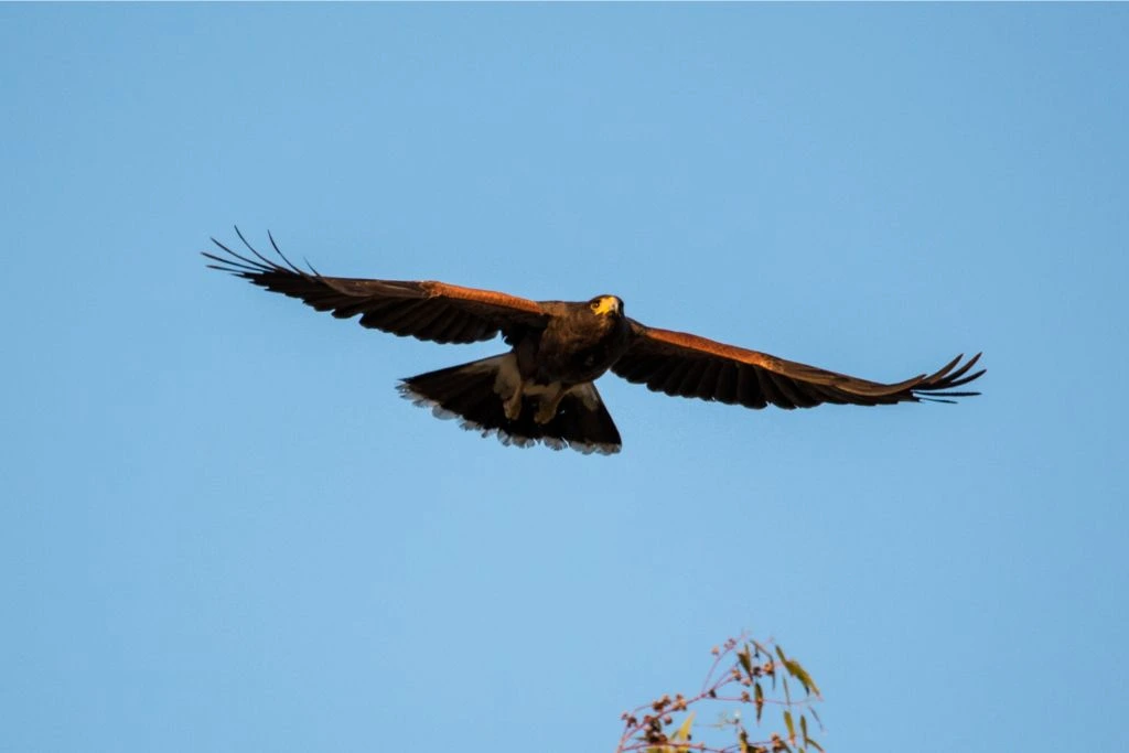 A Harris's hawk flying in the sky