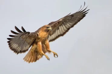 A red tailed hawk maneuvering in the sky