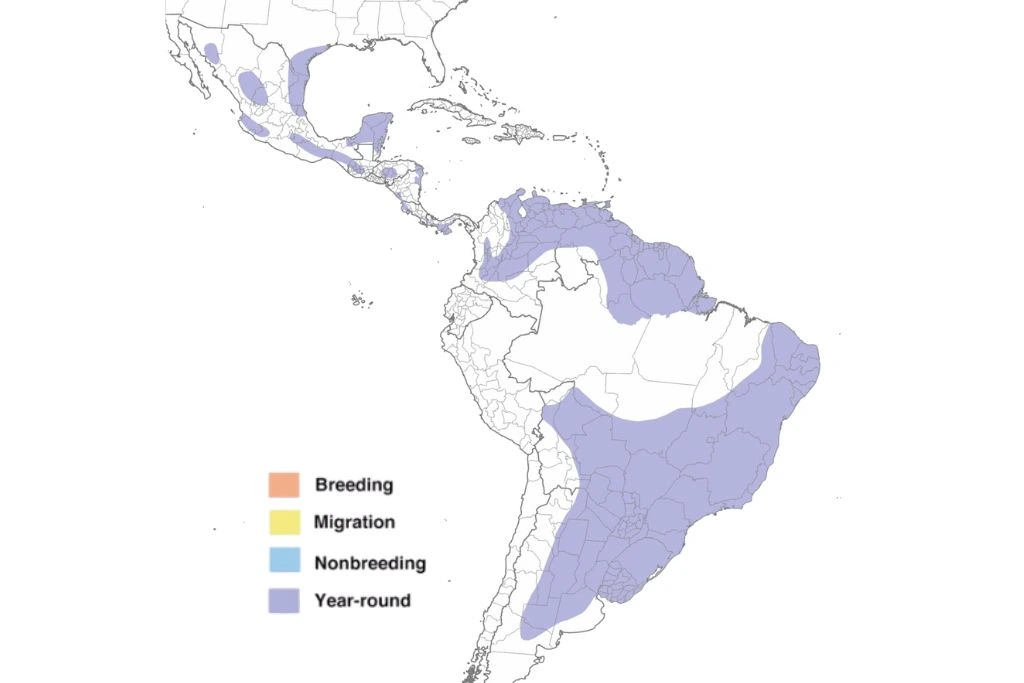 White-Tailed Hawk Range Map