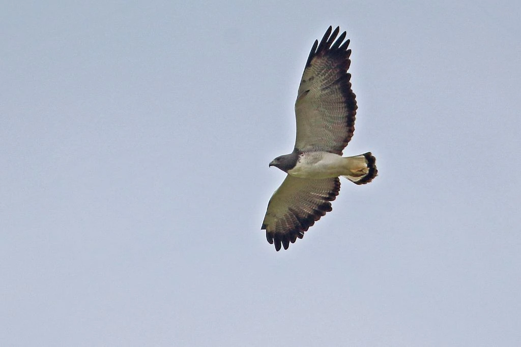A white tailed hawk flying in the sky