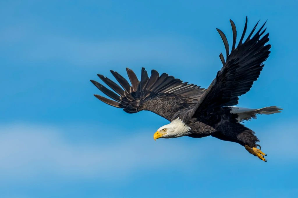 Flying bald eagle