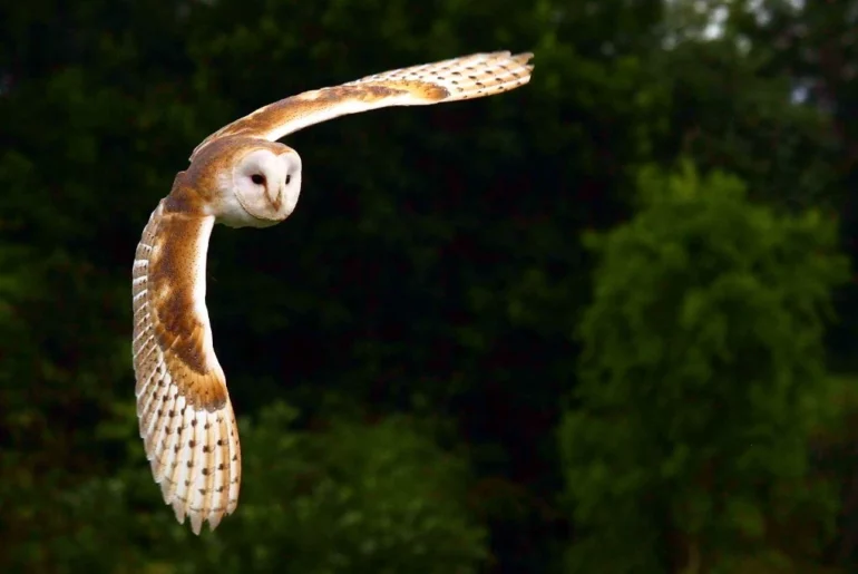 Barn owl flying in a forest in Florida