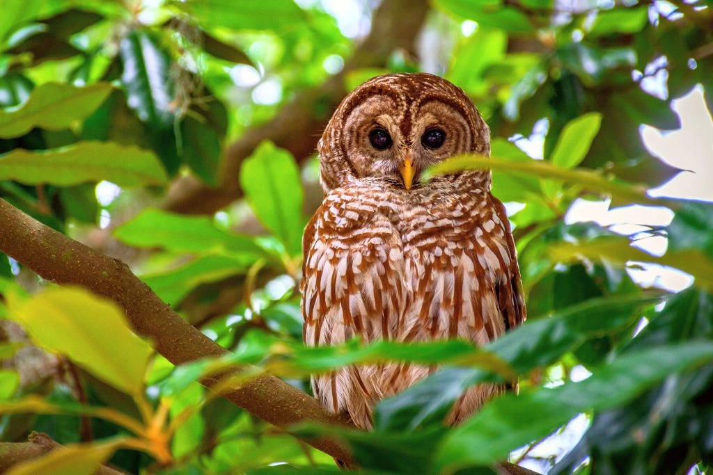Barred Owl standing on a branch of a tree with a leaves blurry background
