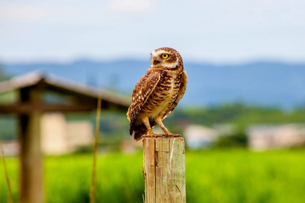 Burrowing Owl standing on a wood in a farm
