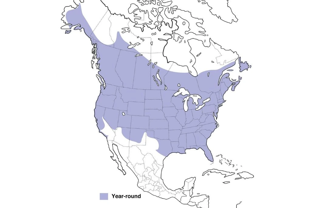 Downy Woodpecker Range Map