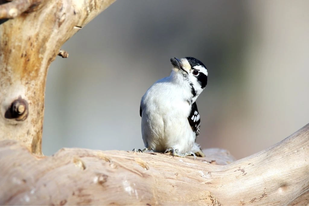 Downy Woodpecker perching on a tree
